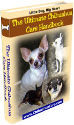 Chihuahua Care