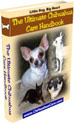 The Ultimate Chihuahua Care Handbook
